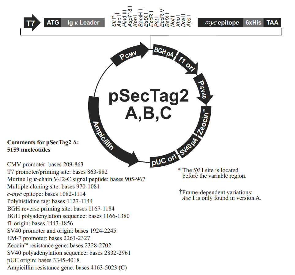 pSecTag2 A载体图谱